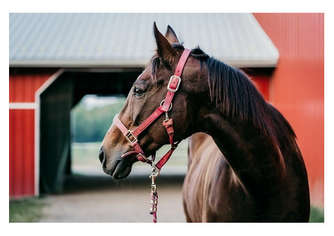 Specialized Equine Transportation | Rocking Y Ranch