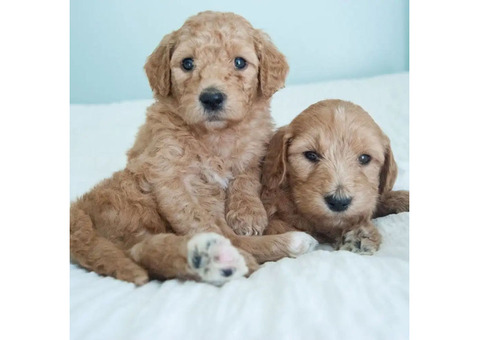 Adopt A Goldendoodle In California