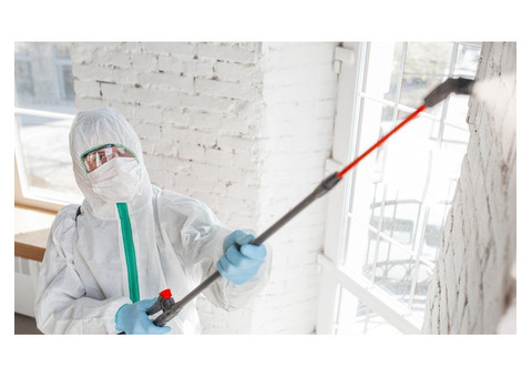 Professional Mold Remediation and Removal Services