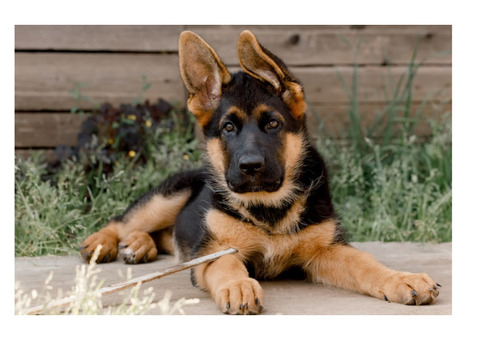 German shepard