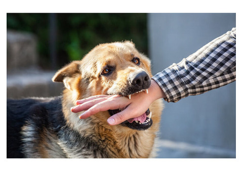 Dog Bite Legal Services – Free Consultation