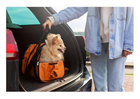 Find Professional Pet transportation Services - Pets To England