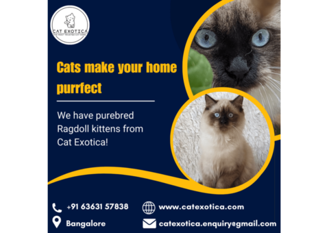 Ragdoll Cat for Sale in Bangalore | Best Ragdoll Cat in Bangalore