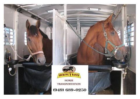 Reliable Equine Transportation Services with Rocking Y Ranch