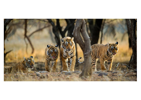 Top Ranthambore National Park Tour Packages - Plan Your Adventure