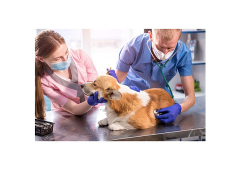 Premier Animal Hospital in Palm Beach County