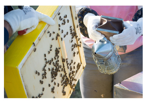 Quick and Efficient Bee Removal in Port St. Lucie