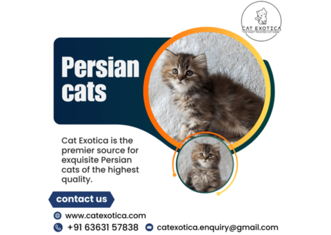 Persian Kittens for Sale in Bangalore | Persian Cat in Bangalore