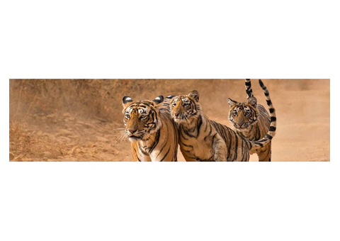 Book Your Adventure Ranthambore Wildlife Safari Planning Tips