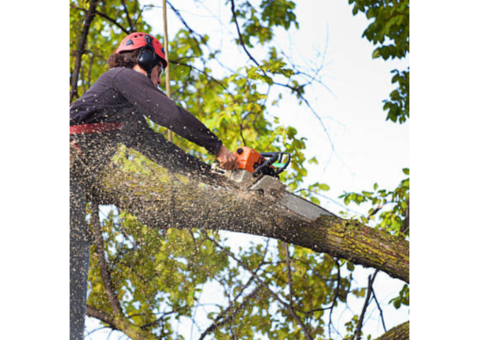 Two daughters trees and driveways | Tree removal