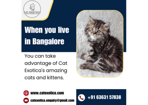 Best Himalayan Cat in Bangalore | Himalayan Kittens in Bangalore