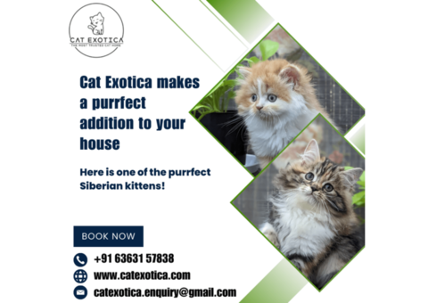 Best Siberian Cat in Bangalore | Siberian Kitten in Bangalore