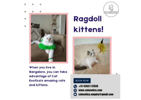 Ragdoll Cat for Sale in Bangalore | Cats in Bangalore