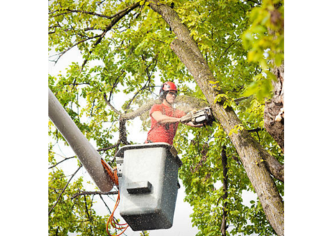 Big Father & Sons Tree Service | Tree Removal