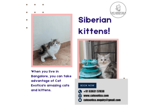 Best Siberian Cat in Bangalore | Cat in Bangalore