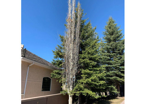 Residential Tree Removal Calgary