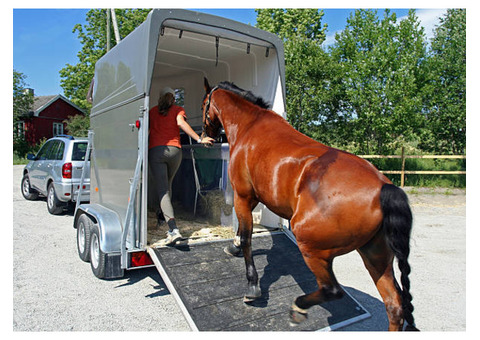 Best Horse Shipping in California: Safe & Stress-Free Moves