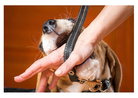 Hire a Trusted Dog Bite Lawyer for Your Injury Case