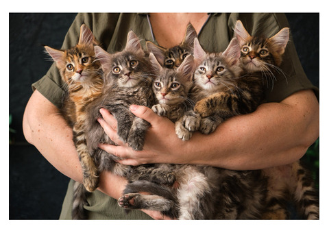 Find Your Furry Friend at Love A Meow Cat Adoption Center