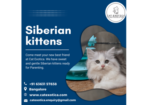 Siberian Kittens for Sale in Bangalore | Kittens in Bangalore