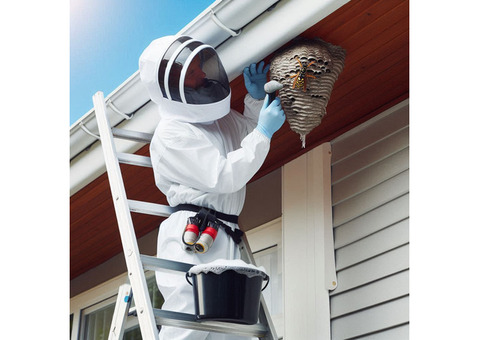 BBPP Pest Control - Wasp Removal Service Vaughan - Free consultation