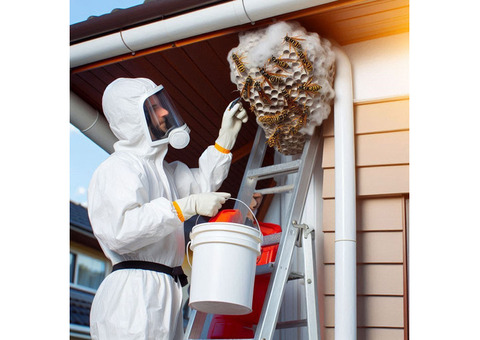 BBPP Pest Control - Service in Richmond Hill - Free consultation