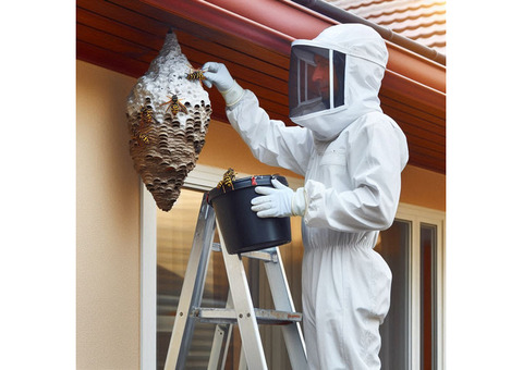 BBPP Pest Control - Service in Vaughan - Free consultation