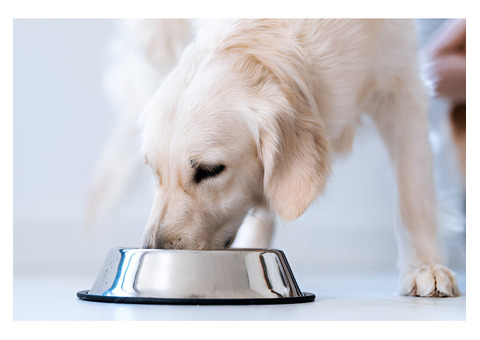 Is Fresh Food for Dogs Safe?