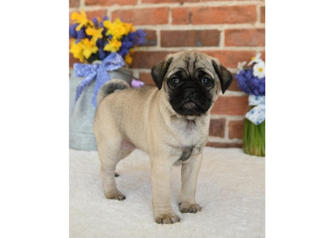 Healthy Pug Puppies for Sale