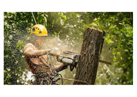 Tree Removal Service Apopka