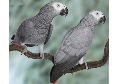 Buy African Grey Parrots with shipping USA