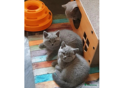 Blue British Shorthair Kittens For Sale