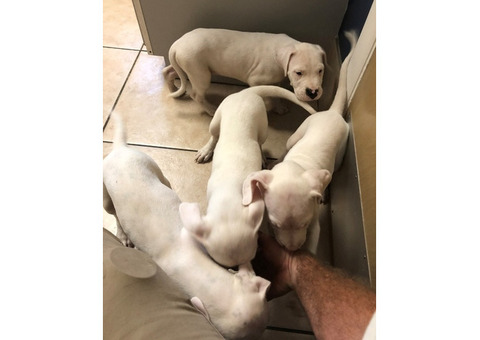 4 Active Dogo Argentino Puppies For Sale