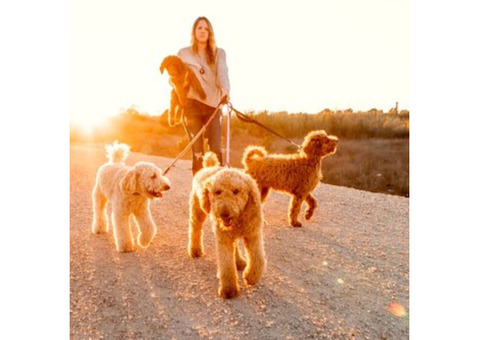 Trained Goldendoodle Bay Area