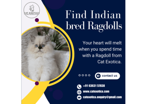 Best Ragdoll Cat in Bangalore | Cats in Bangalore