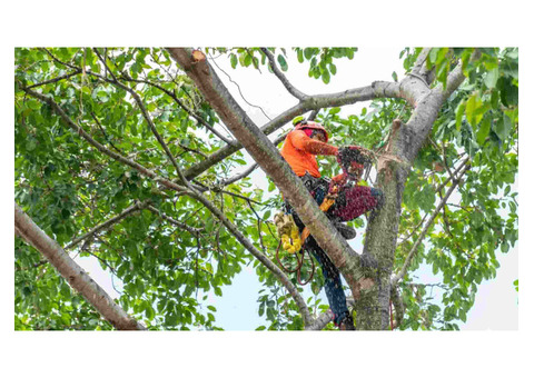 Best Arborist Services in Orange Park