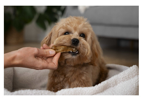 Rewarding Your Pet with the Best Dog Treats