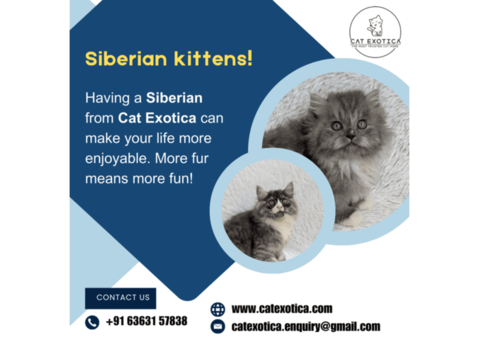 Siberian Kitten in Bangalore | Kittens for Sale in Bangalore