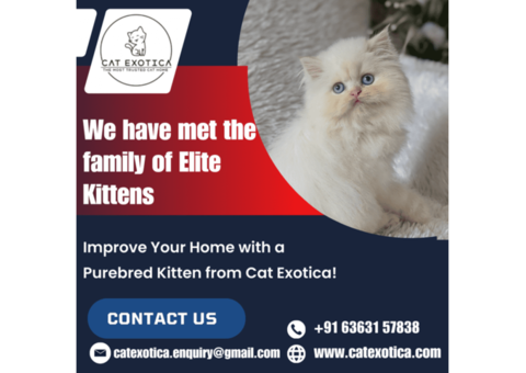 Famous Purebred Kittens for Sale | Best Cat in Bangalore