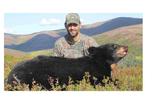 Alaska Brown Bear Hunting