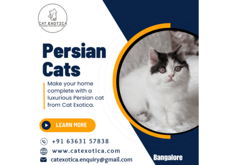 Persian Cat in Bangalore | Cat Exotica