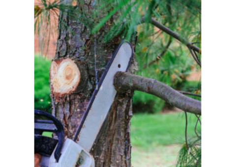 Justin Worthen Tree Services | Tree Removal