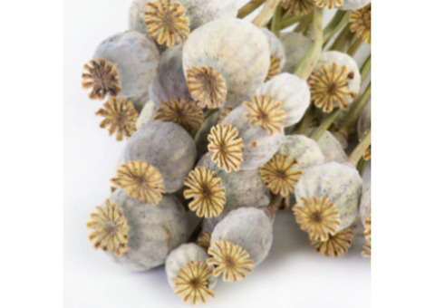 buy dried poppy pods online