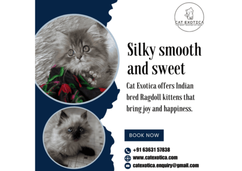 Ragdoll Cat for Sale in Bangalore | Best Cat in Bangalore