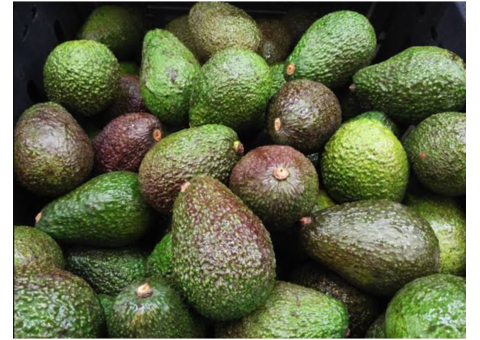 Buy Avocados at the Best Price – Affordable Avocado Fruit Available