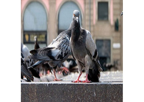 Pigeon Control