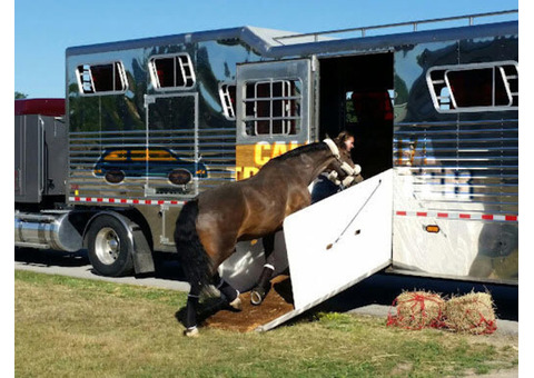 Top Horse Transportation in California | Rocking Y Ranch