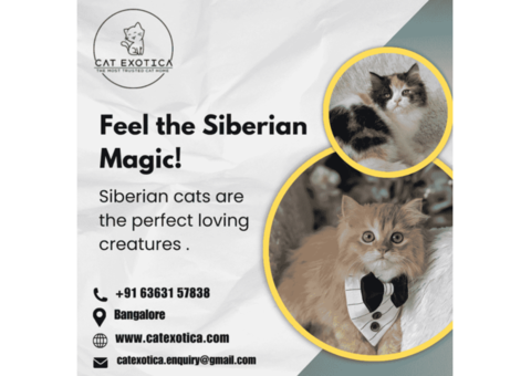 Siberian Cat for Sale in Bangalore | Siberian Kitten in Bangalore