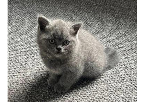 Gorgeous British Shorthair Kittens for Adoption.