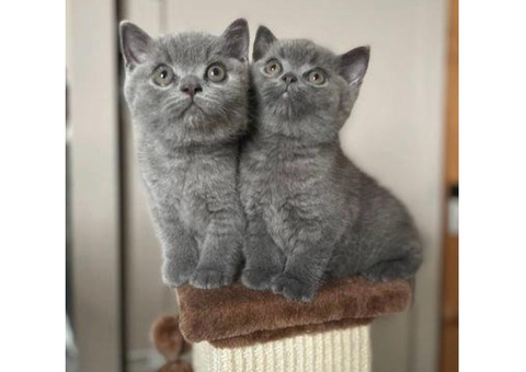 Gorgeous British Short Hair Kittens Available Here!